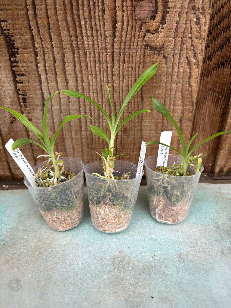 Clowesetum Penang Waltz