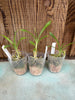 Clowesetum Penang Waltz