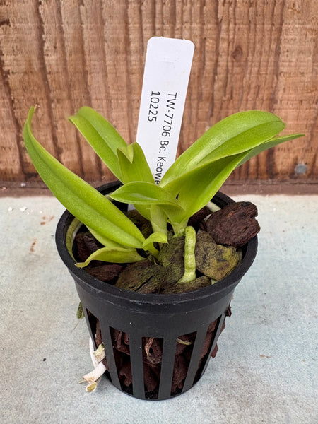 Bc. Keowee ‘VI Galaxy’