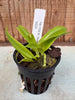 Bc. Keowee ‘VI Galaxy’