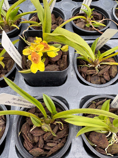 Hispaniella henekenii x Onc macropetalum