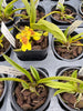 Golumnia LOC Moai — just registered—Hispaniella henekenii x Onc. macropetalum