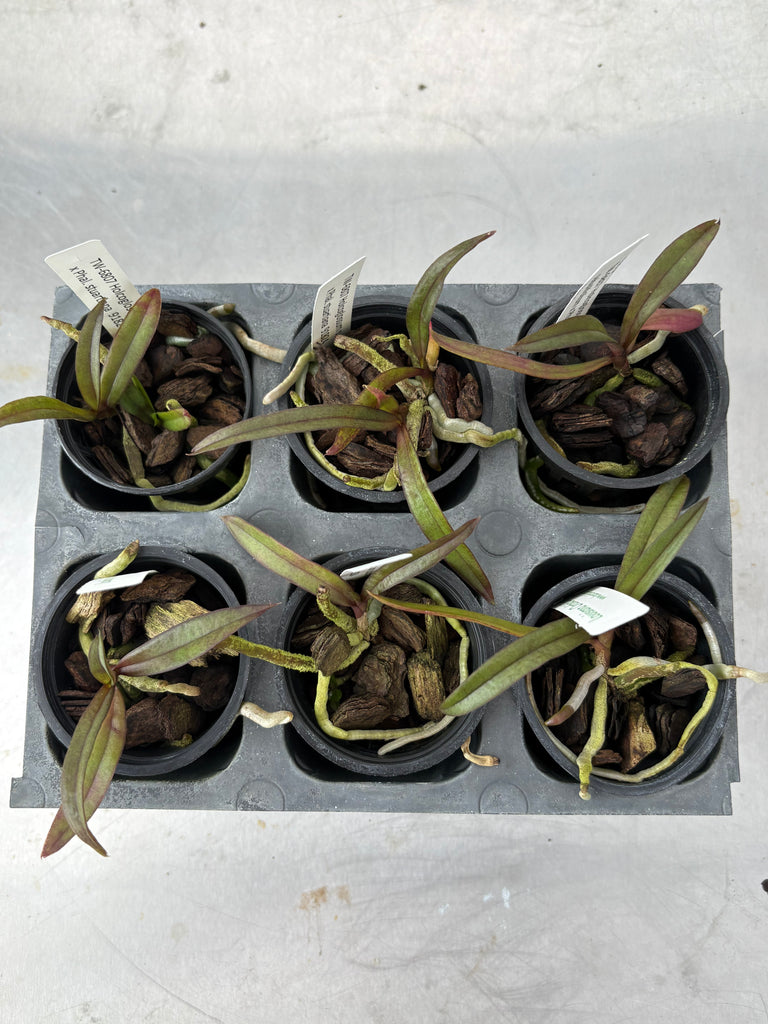 Holc. subulifolium x Phal. stuartiana 6 Pack
