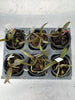 Holc. subulifolium x Phal. stuartiana 6 Pack