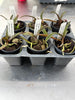 Holc. subulifolium x Phal. stuartiana 6 Pack