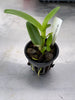 C. guatamalensis