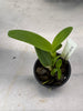 C. guatamalensis