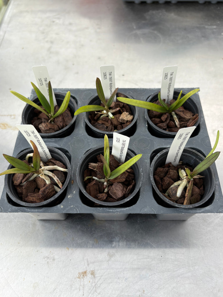 Robiquetia bambusara 6 Pack
