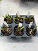 Robiquetia bambusara 6 Pack