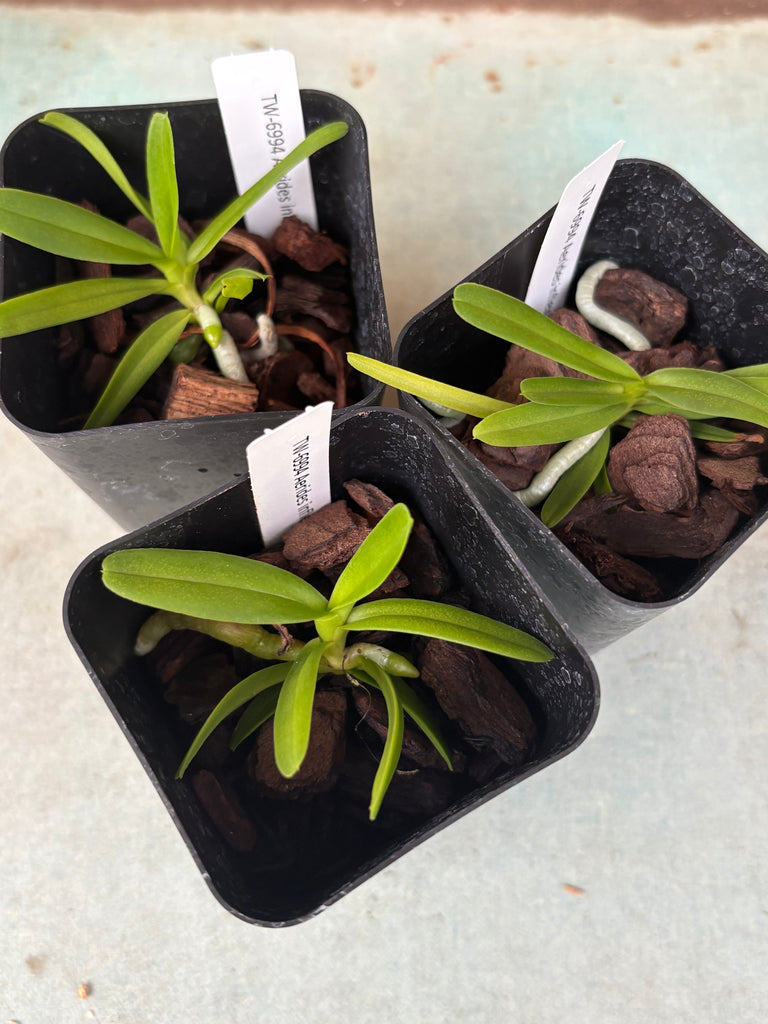 Aerides inflexa