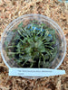 FLASK Anoectochilus sikkimensis JEWEL ORCHID