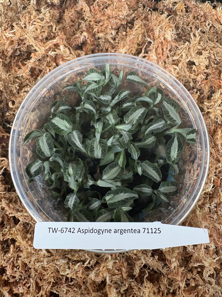FLASK  Aspidogyne argentea