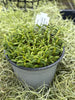 COMPOT Den. subuliferum