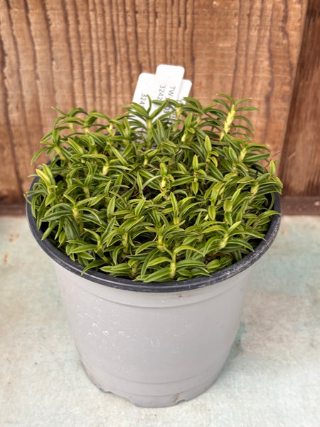 COMPOT Den. subuliferum