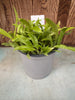 COMPOT Coelogyne tomentosa