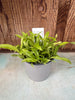 COMPOT Coelogyne tomentosa