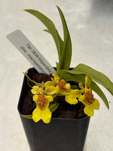 Golumnia LOC Moai — just registered—Hispaniella henekenii x Onc. macropetalum