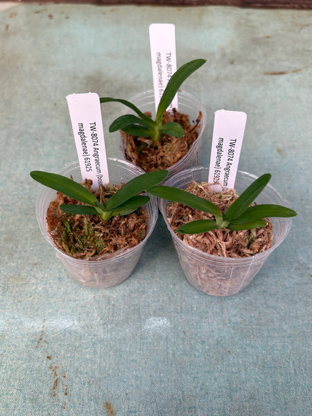 Angraecum (bosseri x magdalenae)