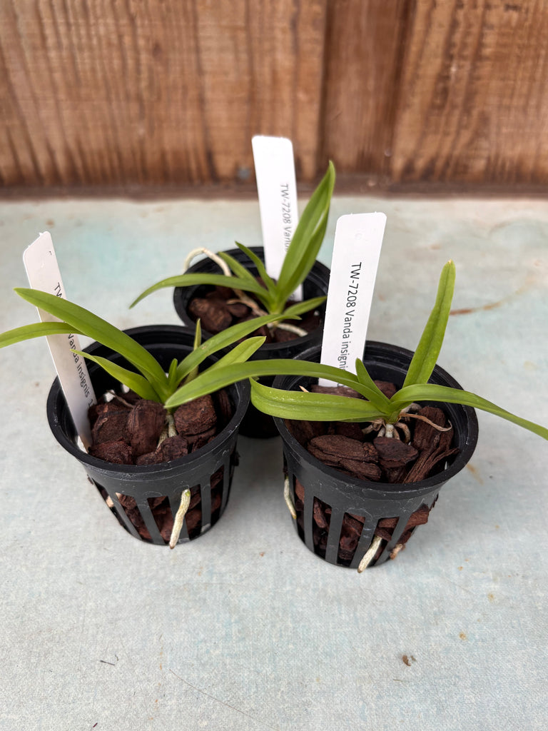 Vanda insignis