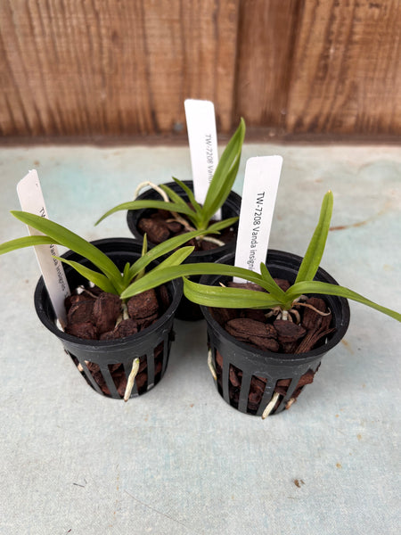 Vanda insignis