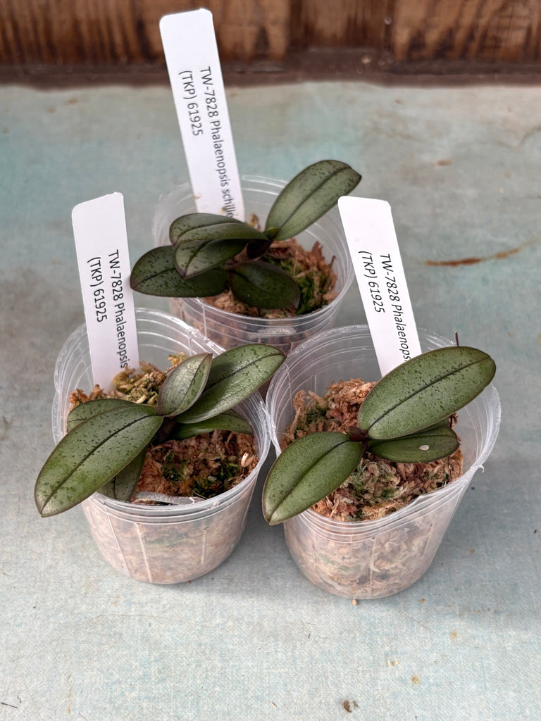 Phalaenopsis schilleriana (TKP)