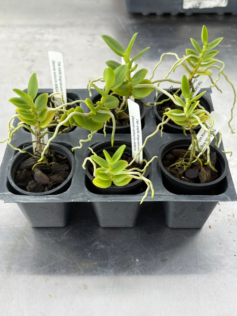 Angraecum birrimense x Oeonia volucris 6 Pack