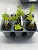 Angraecum birrimense x Oeonia volucris 6 Pack