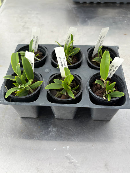 Cattleya aclandiae fma alba 6 Pack