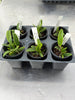 Cattleya aclandiae fma alba 6 Pack