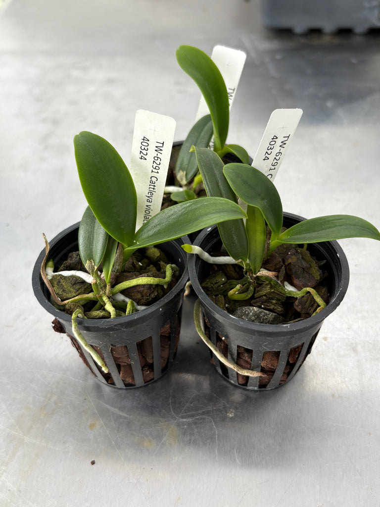 Cattleya violacea fma. alba