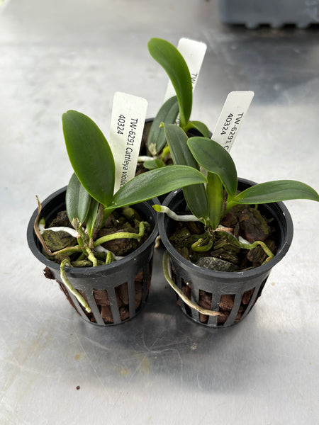 Cattleya violacea fma. alba