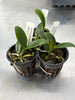 Cattleya violacea fma. alba