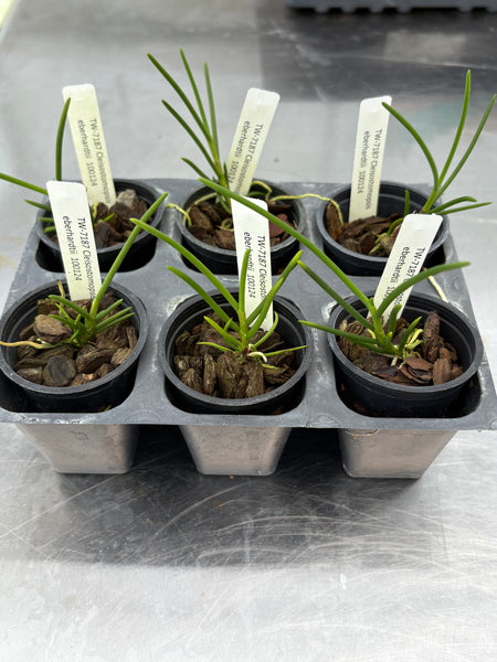 Cleisostomopsis eberhardtii 6 Pack