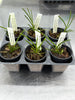 Cleisostomopsis eberhardtii 6 Pack