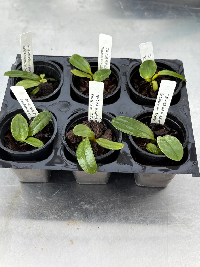 Bulb. fletcherianum 6 Pack