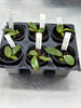 Bulb. fletcherianum 6 Pack