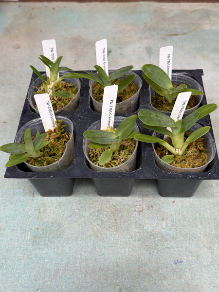 Grammangis ellisii 6 Pack