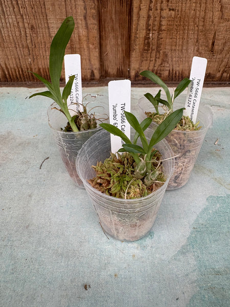 Catasetum galeritum ‘Jumbo’