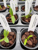 Angraecum (bosseri x magdalenae)