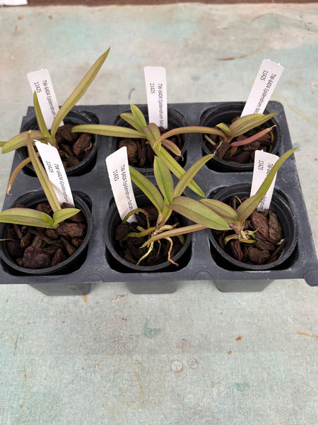 Epidendrum falcatum 6 Pack