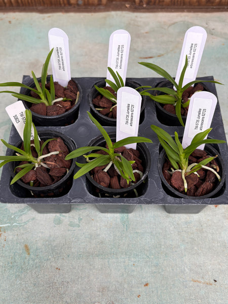 Jumellea arborescens 6 Pack