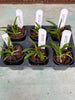 Jumellea arborescens 6 Pack
