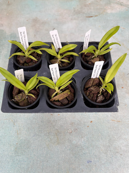 Lsz. (Leomesezia) Lava Burst ‘Puanani’ 6 Pack