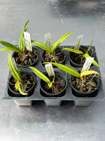 Ionopsis utricularioides 6 Pack