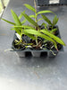 Barkeria uniflora 6 Pack