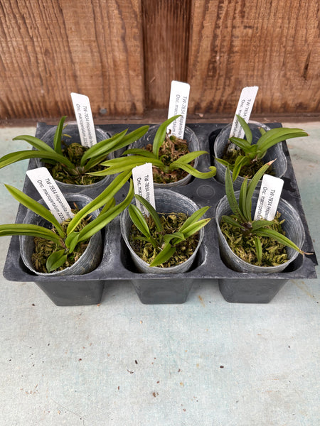 Golumnia LOC Moai — just registered—Hispaniella henekenii x Onc. macropetalum  6 Pack