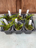 Golumnia LOC Moai — just registered—Hispaniella henekenii x Onc. macropetalum  6 Pack