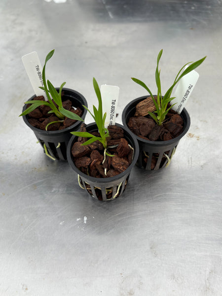 Enc. replicata