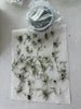 FLASK  Dendrophylax (sallei x lindenii)