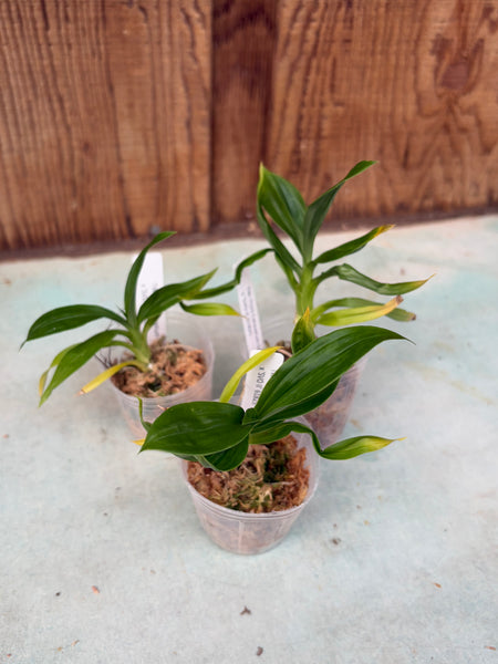 Catasetum tigrinum ‘SVO’ x ‘SVO ll’
